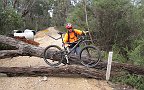 24-A fallen tree stops Laurie in our 4WD getting thru but not Heidi